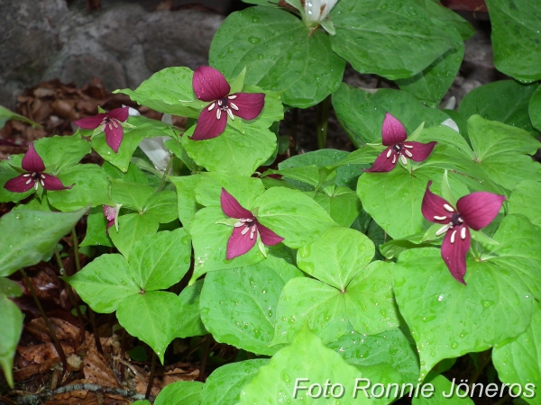 Trillium Trillium vaseyi